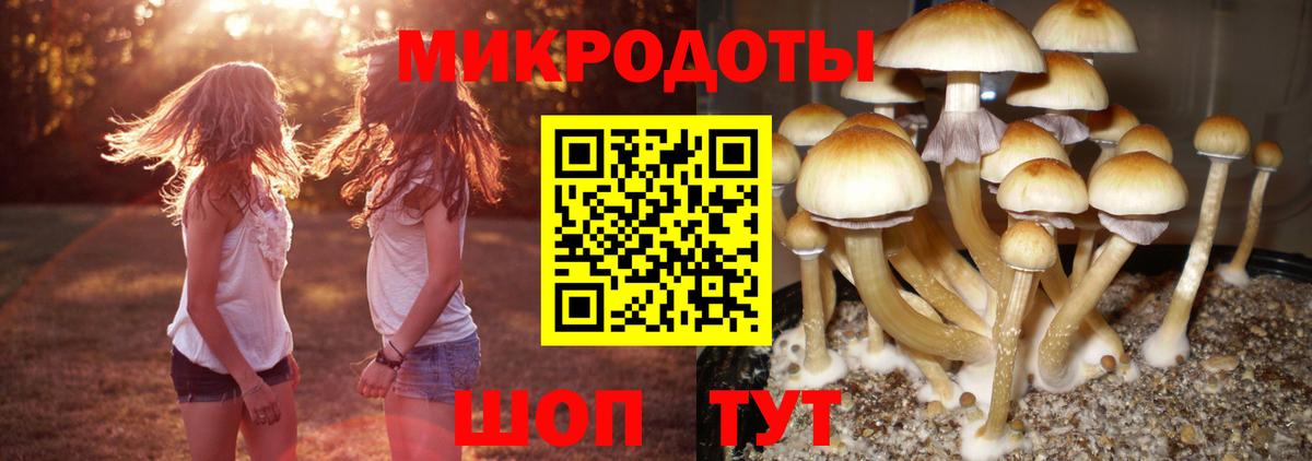 Галлюциногенные грибы Psilocybe  Вход с VPN  Бирск 